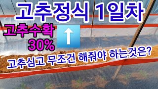 고추를 30%이상 더따려면? 비닐하우스에 고추심은지 1일차 고추심는시기 ,고추심기 고추재배 귀농,귀촌,점적테…