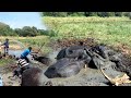 Elephant Family Had A Hard Time Being Stuck In A Swamp Kind People Were There To Rescue