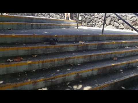 Mongoose on the loose