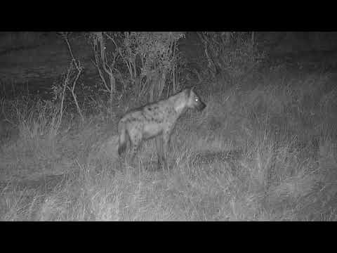 Djuma: Three Hyenas  - 21:51 - 09/20/20
