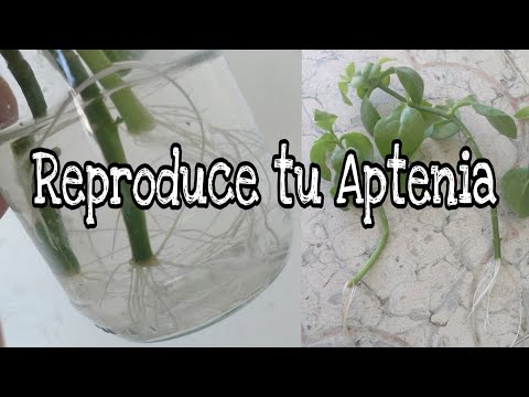 , title : 'Reproducción por esquejes de Aptenia Cordifolia  paso a paso / Multiplicación del Rocio'