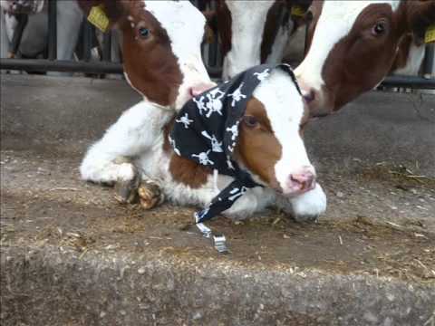 Schnappschüsse von Kühen & Kälbern