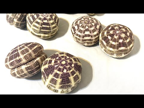 Sea Urchin Shaker- Colossal sized image 14