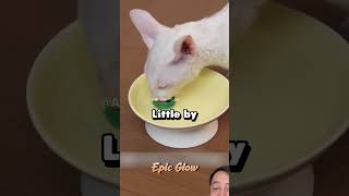 🐱🤯 My Cat NEVER Drank Water… Until THIS Happened 😱✨ #cats #viral #shorts