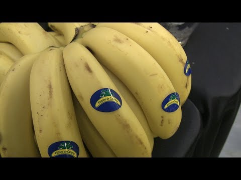 El plátano, un aliado para la salud