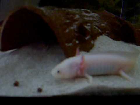 comment nettoyer l'aquarium d'un axolotl