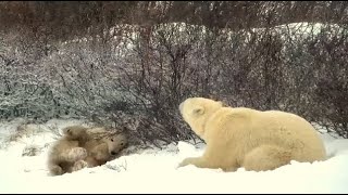 PBI Polar Bear Season 2022 - Polar Bear mom and a very cute cub!