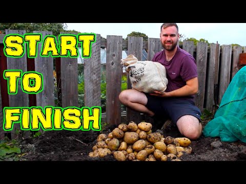 Growing Potatoes from Start to Finish -  In a UK Allotment