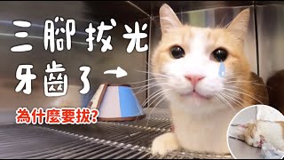 [問題] 台中看貓口炎的動物醫院