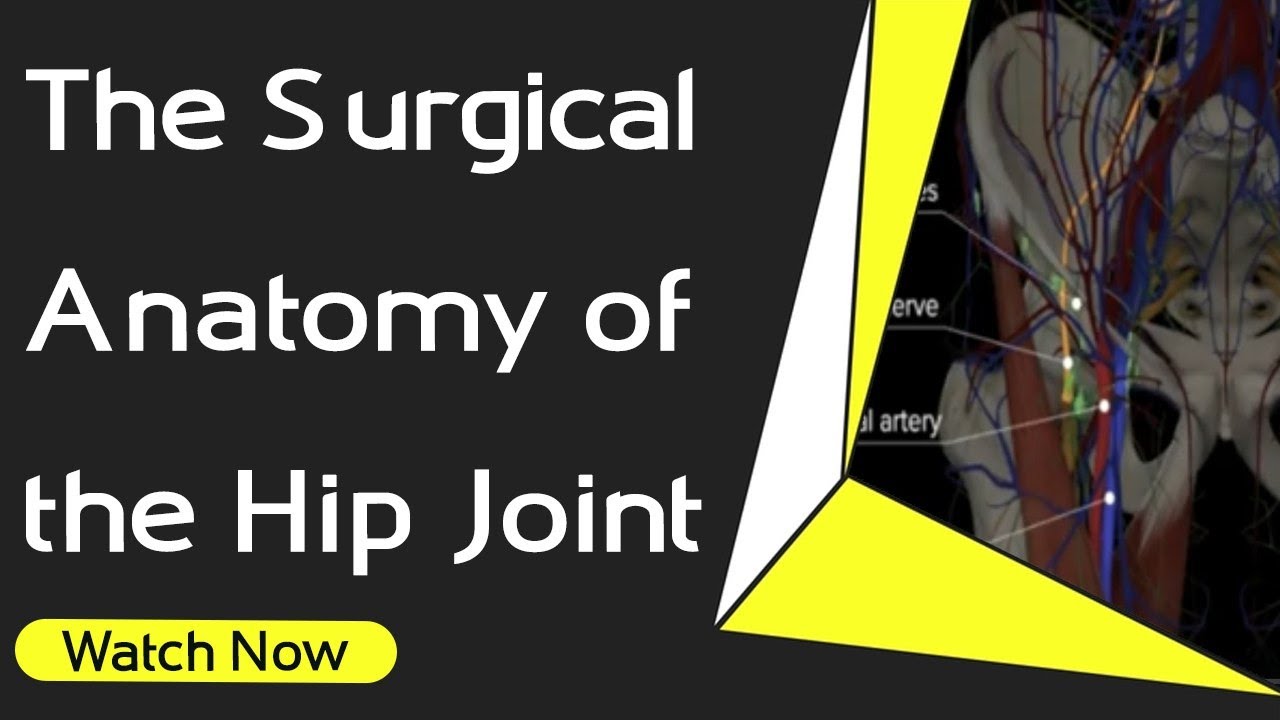 The Surgical Anatomy of the Hip Joint
