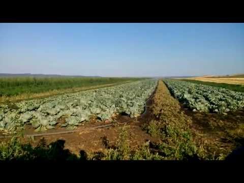 Sistem de irigație la Bogata