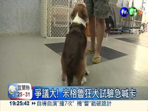 爭議大! 米格魯狂犬試驗喊卡
