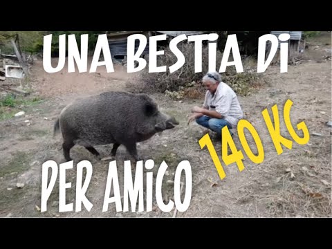 A 140kg beast for a friend