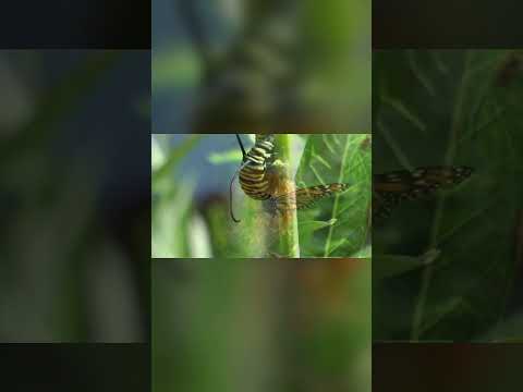 🦋 Colores Letales: El Secreto de la Mariposa Monarca! 🌞 #animals #naturaleza #fauna #curiosidades