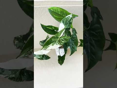 スノーマーブル 植物