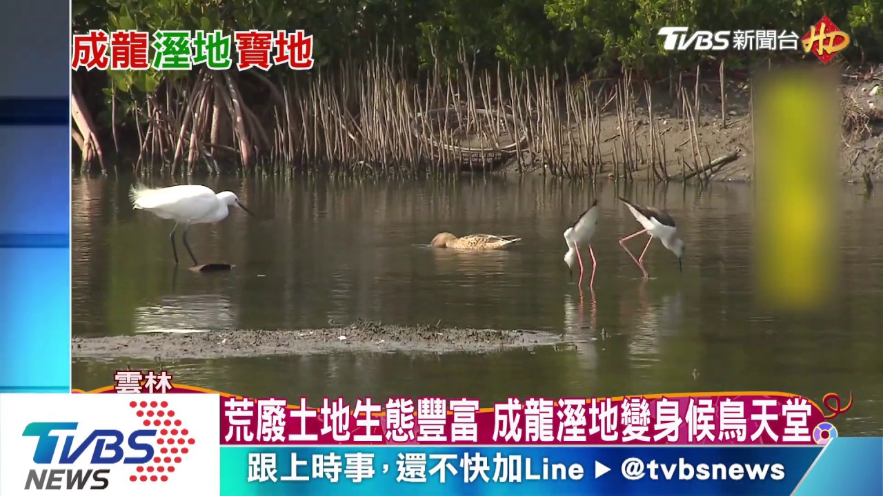 春節出遊樂!成龍溼地生態復育大批冬候鳥駐足雲林