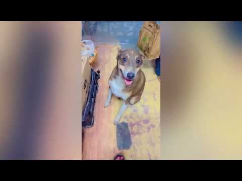 #rescue #rescue dogs#adoptme #adoption 