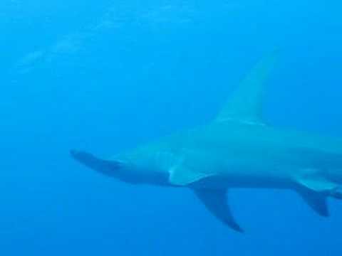 hammerhead shark off lighthouse bommie GBR 07/07