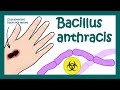 Anthrax Bacillus Anthracis What Does Bacillus Anthracis Do To Humans What Is Anthrax
