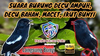 Download lagu SUARA BURUNG DECU AMPUH 100% PANCINGAN DECU BAHAN, MACET, IKUT BUNYI #Suarakacer mp3