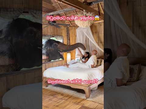 🐘😱 Wild Elephant Appears Outside Couple’s Hotel Room in Sri Lanka! 🇱🇰❤️#shorts #shortvideo