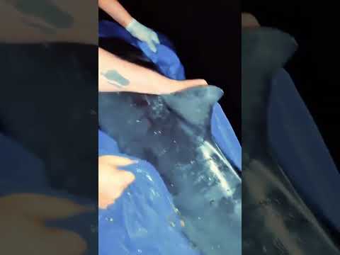 Dos delfines varados en el balneario San Luis
