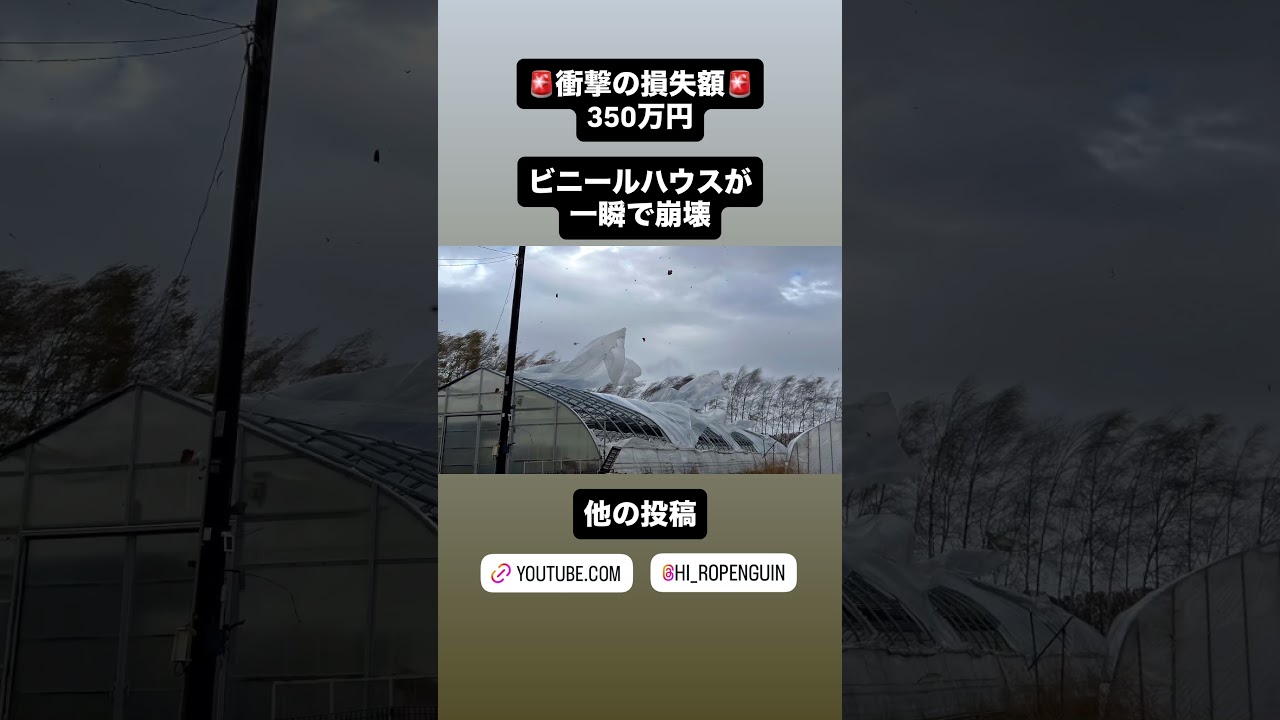 【350万が一瞬で】前日張りハウスが崩壊した瞬間