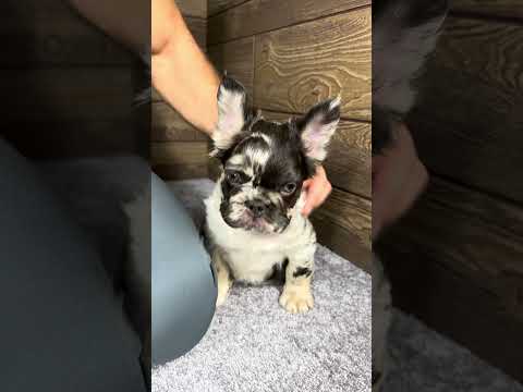 Video 6