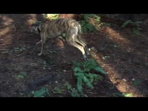 Rio, an adopted Greyhound in Seattle, WA_image-1