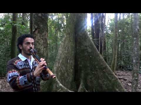 Flauta Nativa (NAF) F#, improviso e teste