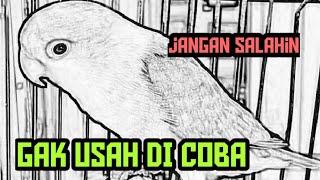 Jangan Di Coba Masteran Love Bird Fighter| Cobain Sampe Detik detik Terakhir..