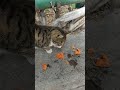 Серая кошка кушает красную рыбу 😸 Смешные коты 😻 Милые животные 🐆 Stray Cat Eat Food 😹 Funny Cats 🐅🐾