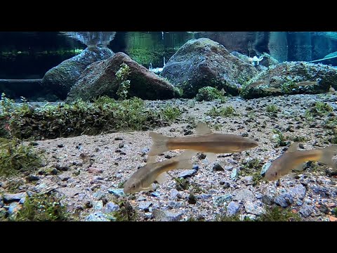 新阿蘇紀行（2.湧沢津水源）