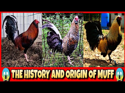 Die Geschichte und Herkunft des Muff Chicken.