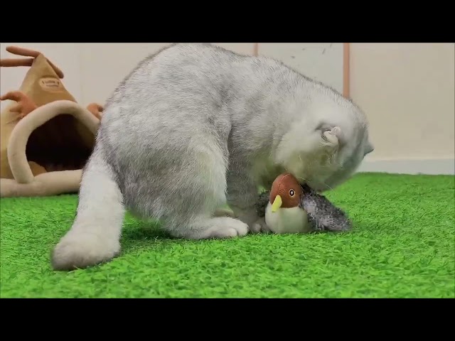 Vídeo relacionado con Iriisy Pájaro Interactivo para Gatos Juguete Gato para Combatir el Aburrimiento Sensor de Movimiento Inteligente Resistente Recargable USB-C con Hierba Gatera (Gris)