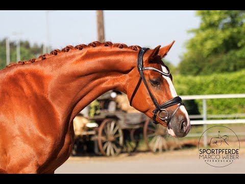 Wallach von Benefit *2019