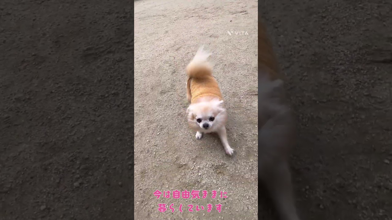 メメ（チワワ）子犬保育士の近況