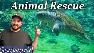 Go Behind the Scenes with SeaWorld Animal Rescue Program