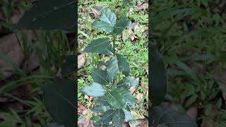 Bay Laurel and black-eyed peas #bayleaf #herbs @flashdocumentaries . Please subscribe