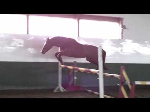 Bonita H, Feb,'12. Freejumping #4 (Hogendoorn Sport Horses)