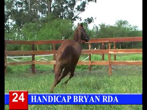 2014-GRAN REMATE HARAS RINCON DEL AGUARA - LOTE 24 -HANDICAP BRYAN RDA