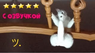 Сильные приколы с котами и кошками - СМЕШНЫЕ КОТЫ С ОЗВУЧКОЙ (2019) - Смешные кошки МатроскинТВ