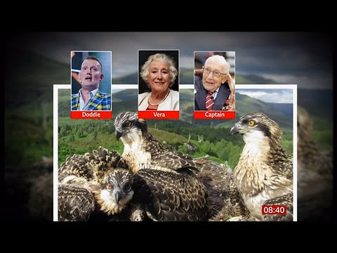Three osprey chicks (at Loch Arkaig) are finally named (4) (Scotland/UK) - BBC News - 13th July 2020