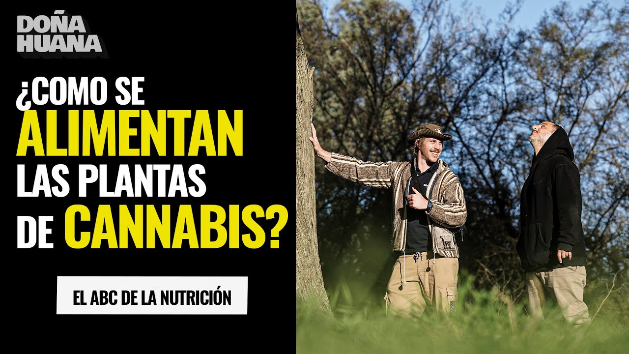¿CÓMO SE ALIMENTAN LAS PLANTAS DE CANNABIS?