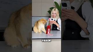 A gatinha exigente e a dona que sacrificou tudo por um sorriso #shortvideo