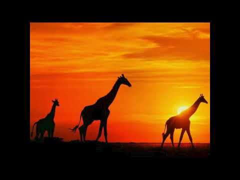 Henritia CEPACOS Orchestre le peuple