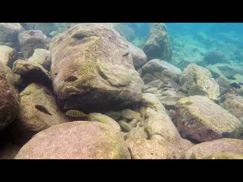 Tropheus moorii e Pseudosimochromis curvifrons a Samazi