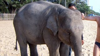 preview picture of video 'Jomtien Beach, Baby elephant taking bath, Pattaya, Chomburi Province, Thailand, Asia'