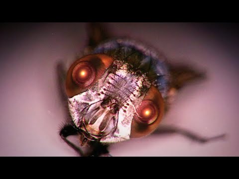 The Flies - Sci-Fi Film Trailer - Proof of Concept - The Dukes of Cinema