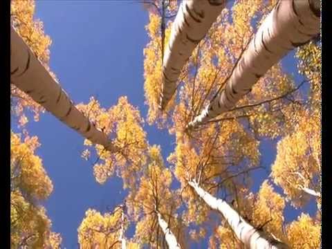 Venja - see the trees dance